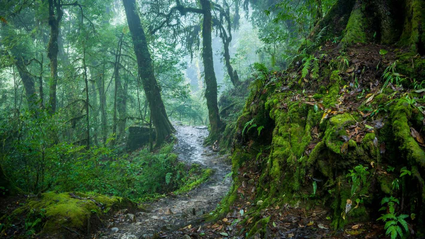 The Eastern Himalayas are a biodiversity hotspot. A new study describes the dual risk of habitat degradation and changing climate for many species in the region.