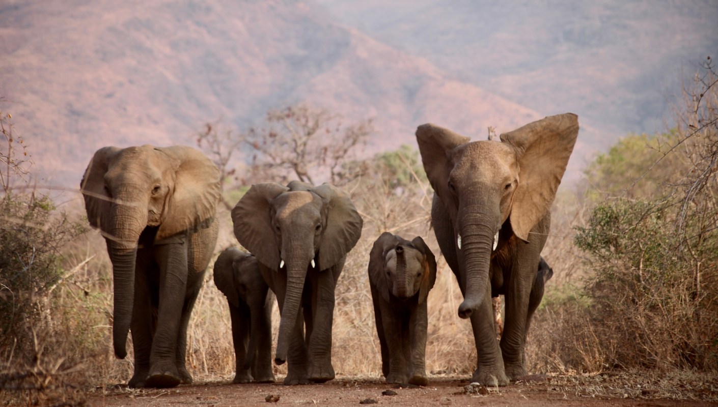 A study found that the number of African forest elephants is higher than previously thought.
