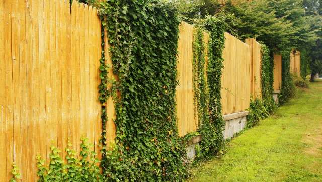 One Redditor got schooled on the problems with English ivy.