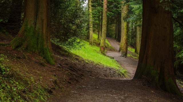 Officials are kick-starting the reintroduction of England's lone remaining native feline species — European wildcats.