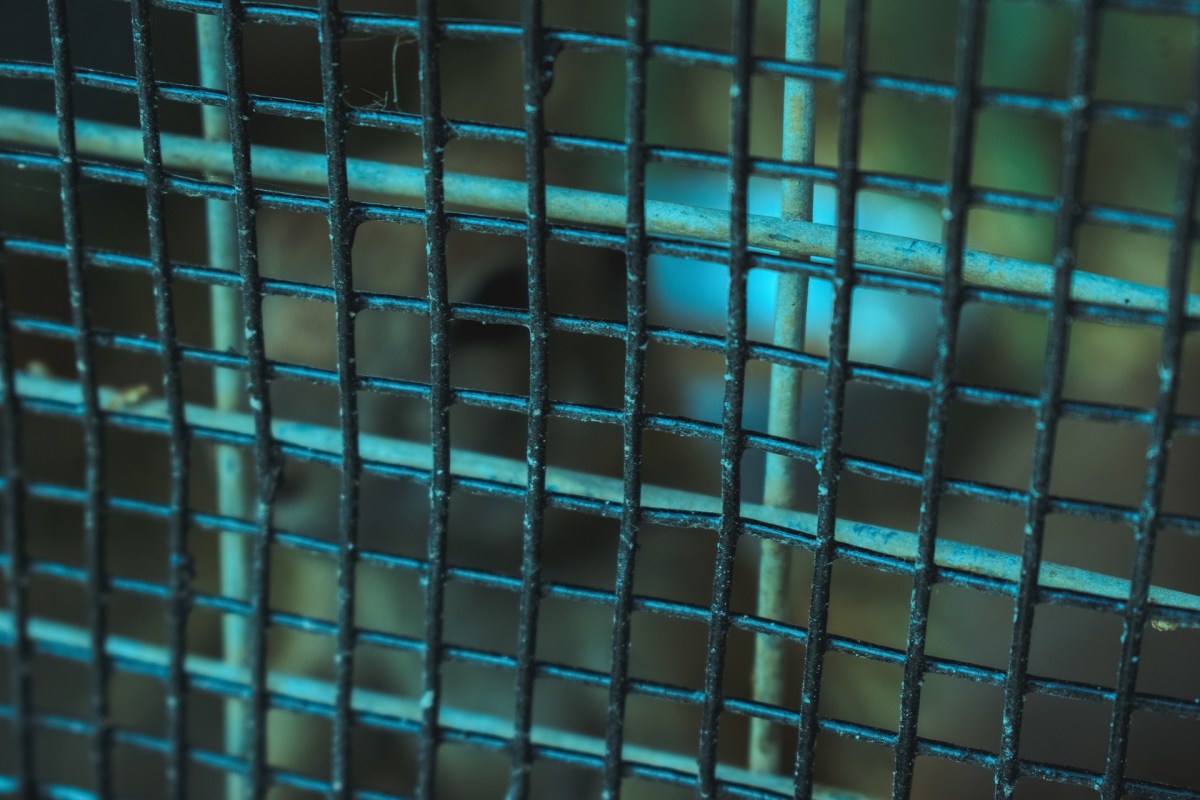 A new report has revealed a startling trend in tiger trafficking, showing an increase in whole-animal seizures.