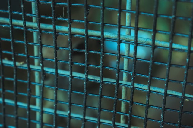 A new report has revealed a startling trend in tiger trafficking, showing an increase in whole-animal seizures.