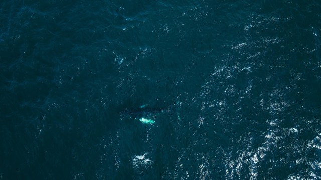 A recent NOAA report indicated an increase in whale entanglement in fishing gear off the coast of California in 2024.