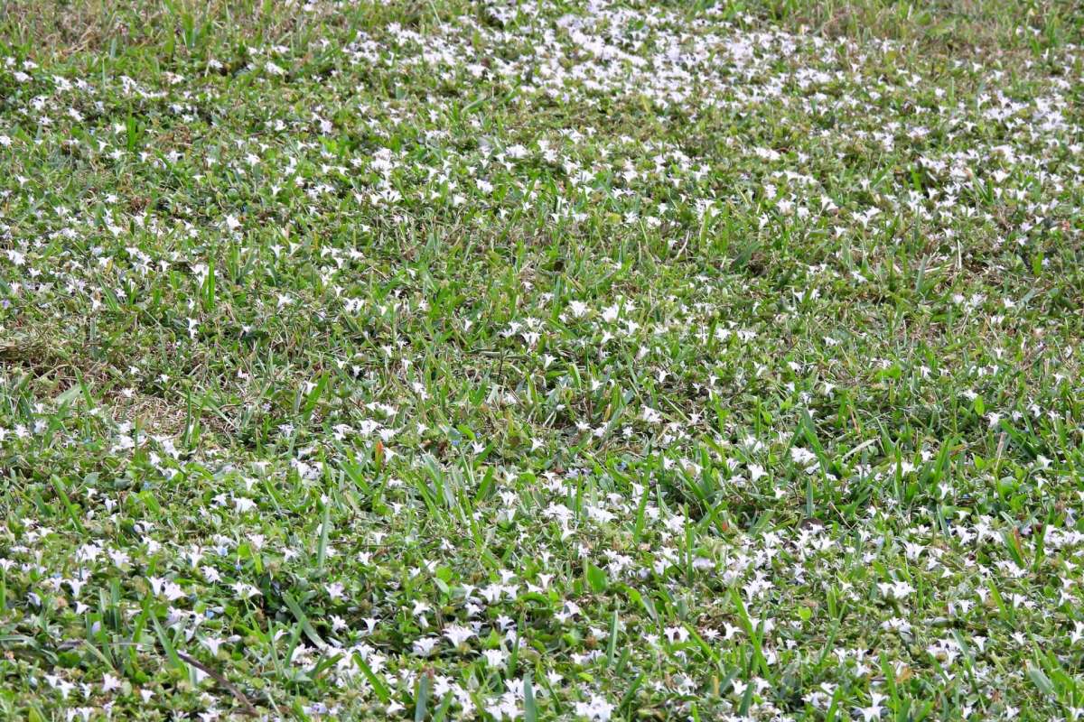 There's no official record of Fort Myers ever experiencing snowfall, and that hasn't changed. In this instance, Florida's snow refers to an invasive weed.