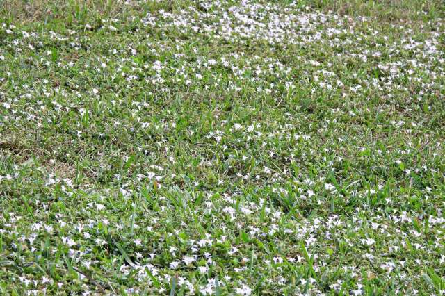 There's no official record of Fort Myers ever experiencing snowfall, and that hasn't changed. In this instance, Florida's snow refers to an invasive weed.