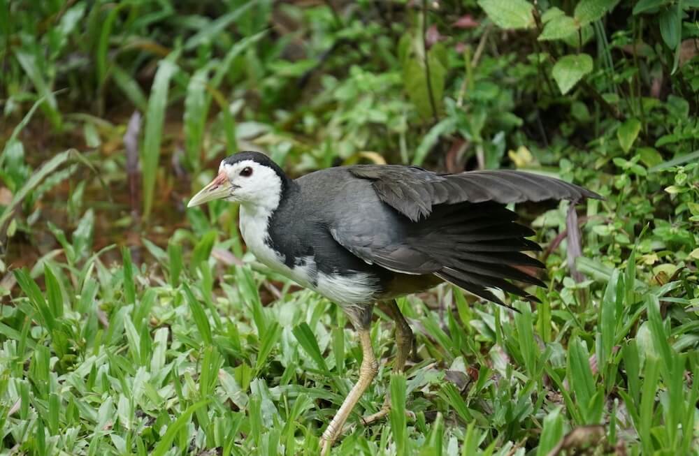 Bird enthusiasts in Assam, India, were delighted to spot a white-breasted waterhen in the Bajali wetlands.