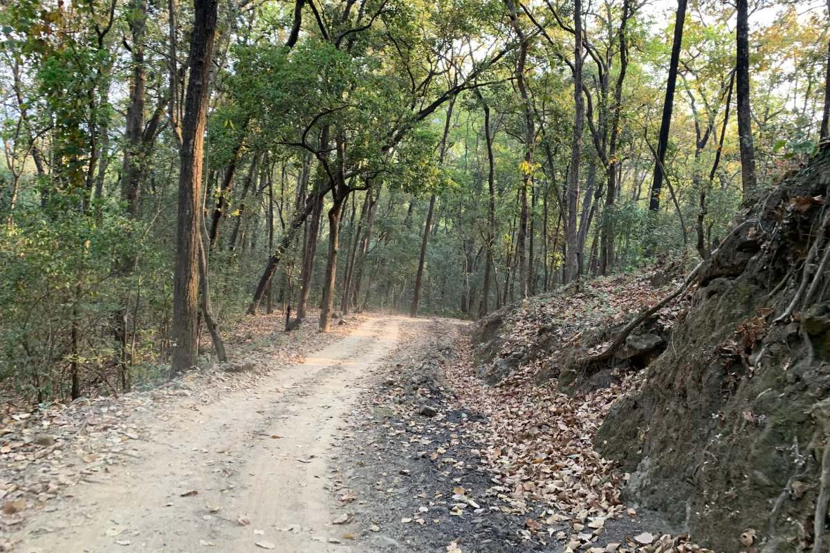 In a jaw-dropping discovery, an intrepid photographer snapped a photo of a Hawfinch in the Jim Corbett Tiger Reserve.