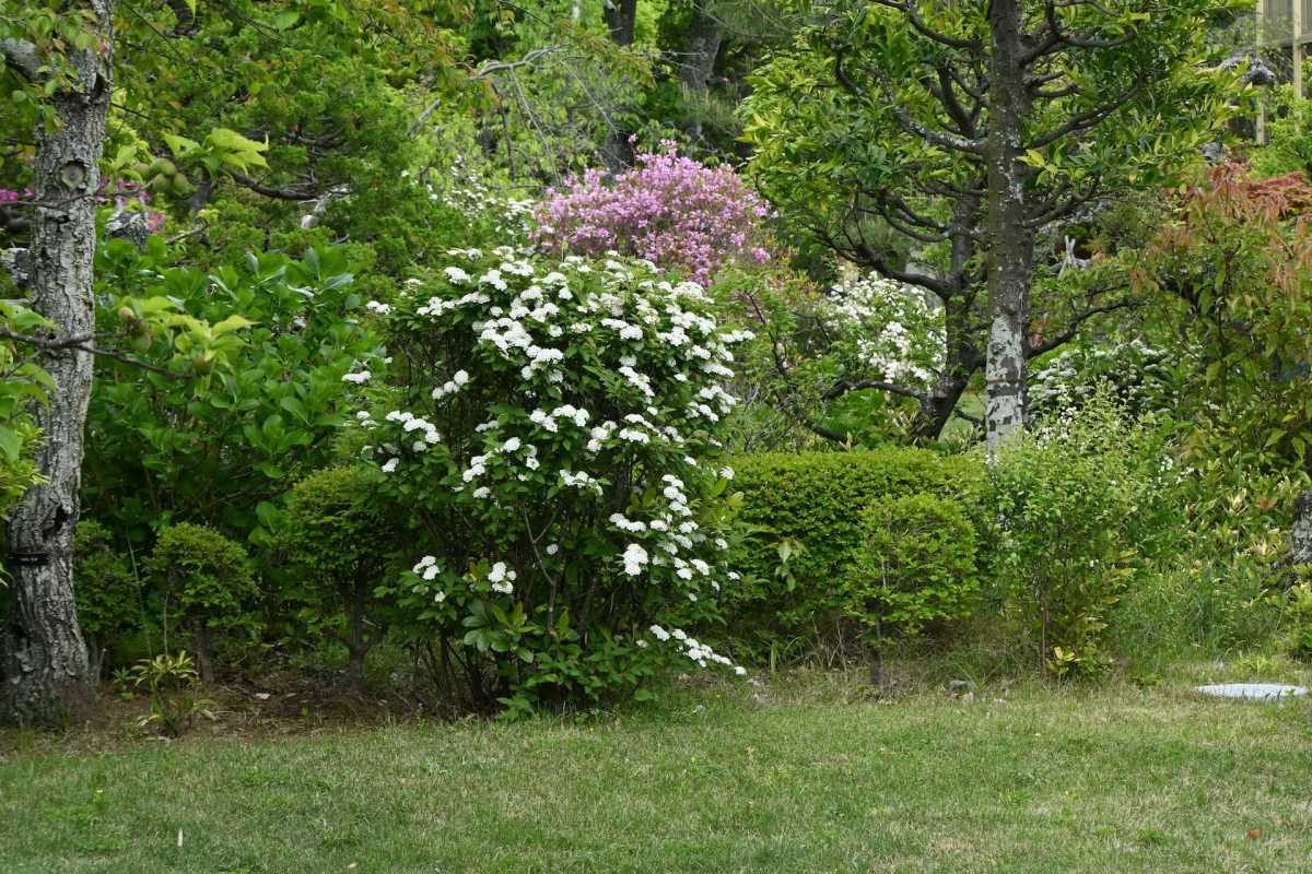 One Redditor shared their frustration with an invasive row of Japanese spirea shrubs and how they discovered it.
