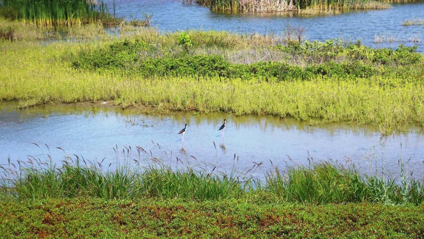 The Honu'apo Estuary in Ka'u has been a place where life gathers, and now Hawai'i is advancing a plan to restore its wetland habitat.