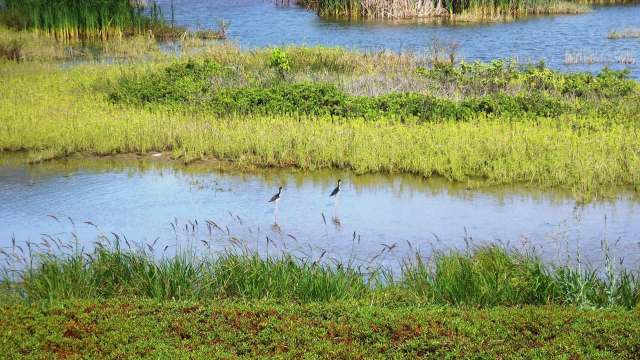 The Honu'apo Estuary in Ka'u has been a place where life gathers, and now Hawai'i is advancing a plan to restore its wetland habitat.