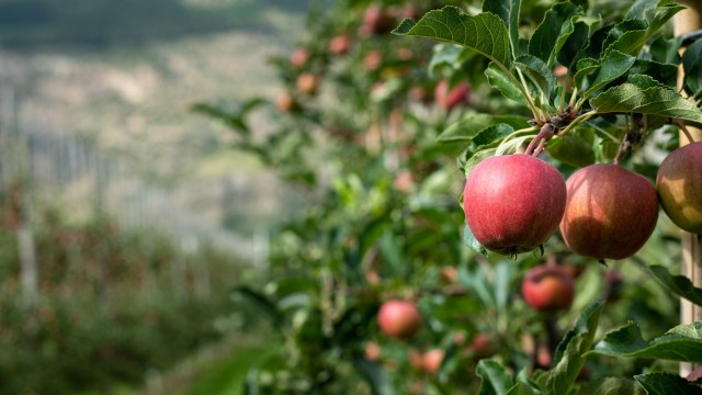 Hungary is facing a historic blow to the country's apple production, with new data showing the 2025 harvest is expected to hit its lowest level ever.