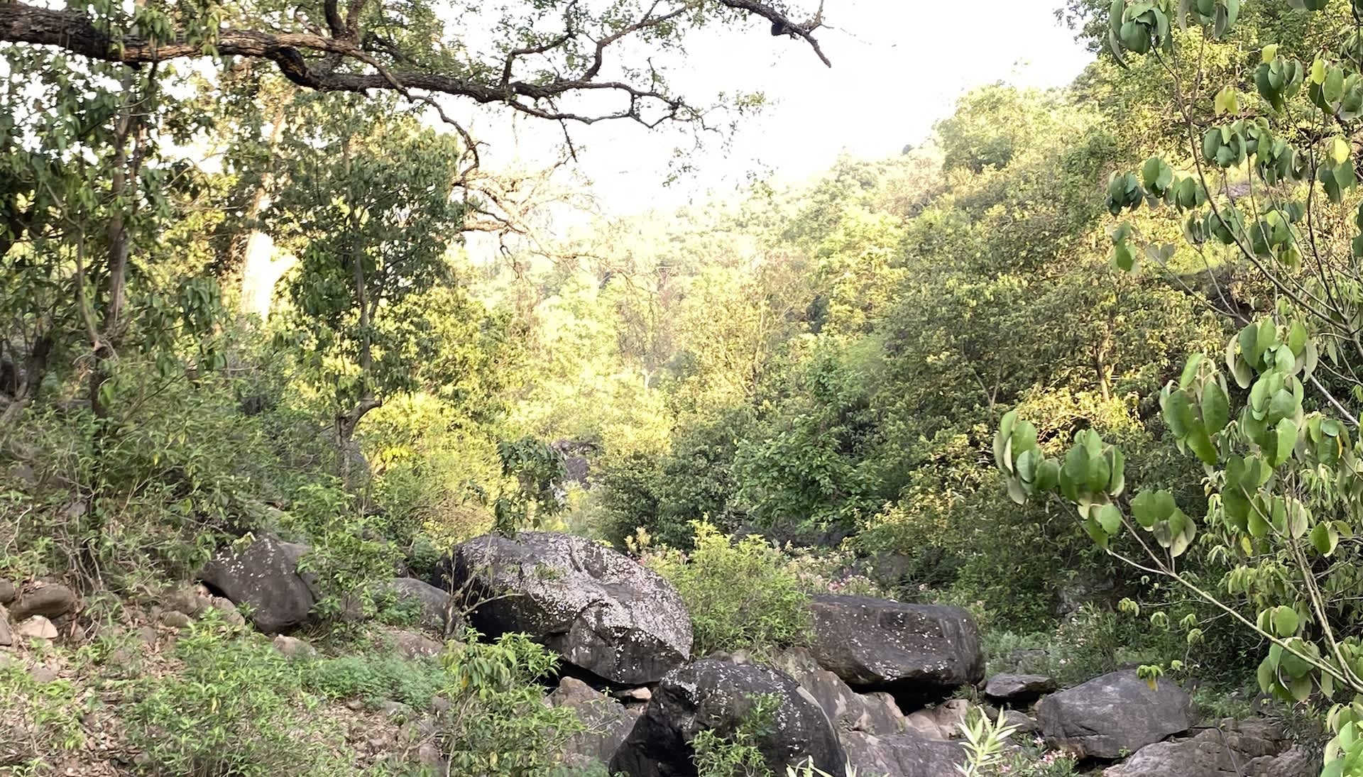 Experts thrilled by rare sighting of elusive creature in forest: 'Reinforces the ... importance'