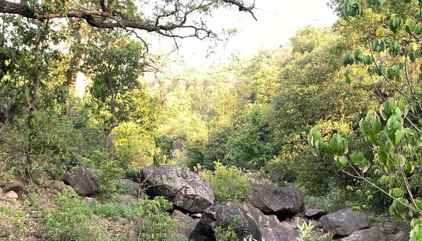 The Indian mouse deer is the smallest deer species in India and is nocturnal and extremely shy.