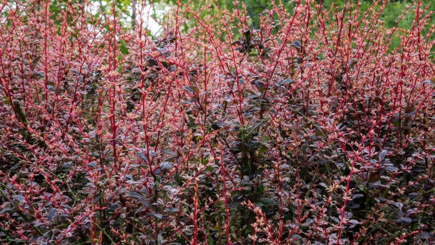 One gardener had a lengthy warning for the Reddit community at r/invasivespecies.