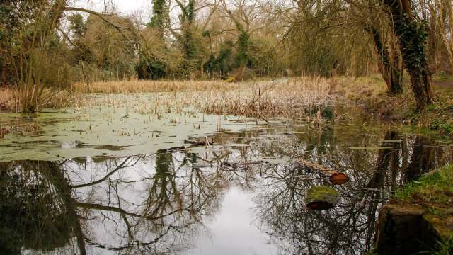 Japanese knotweed is an invasive plant that has taken over Oxfordshire, England. Locals are now being urged to watch out for the perennial.