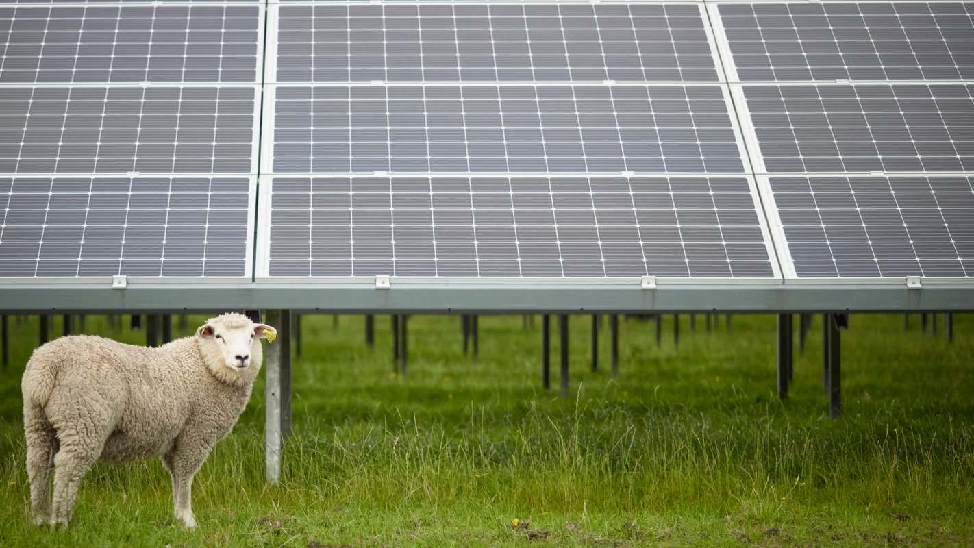 About 600 sheep will soon take over landscaping duties at Louisiana's newest solar energy facility in Lafitte.