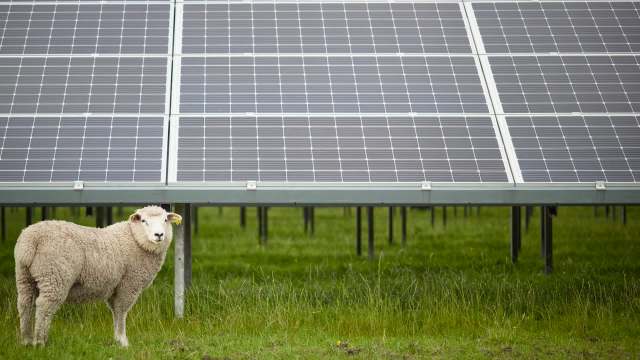 About 600 sheep will soon take over landscaping duties at Louisiana's newest solar energy facility in Lafitte.