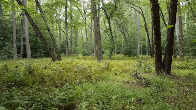 The HeadWaters Land Conservancy celebrates two years' restoration efforts at the Luneack Nature Preserve.