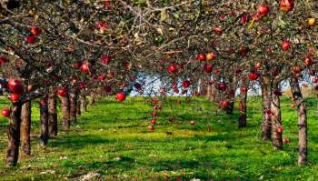 Apple and wild blueberry farmers in Maine are struggling due to a severe drought, with growers reporting steep declines in production.