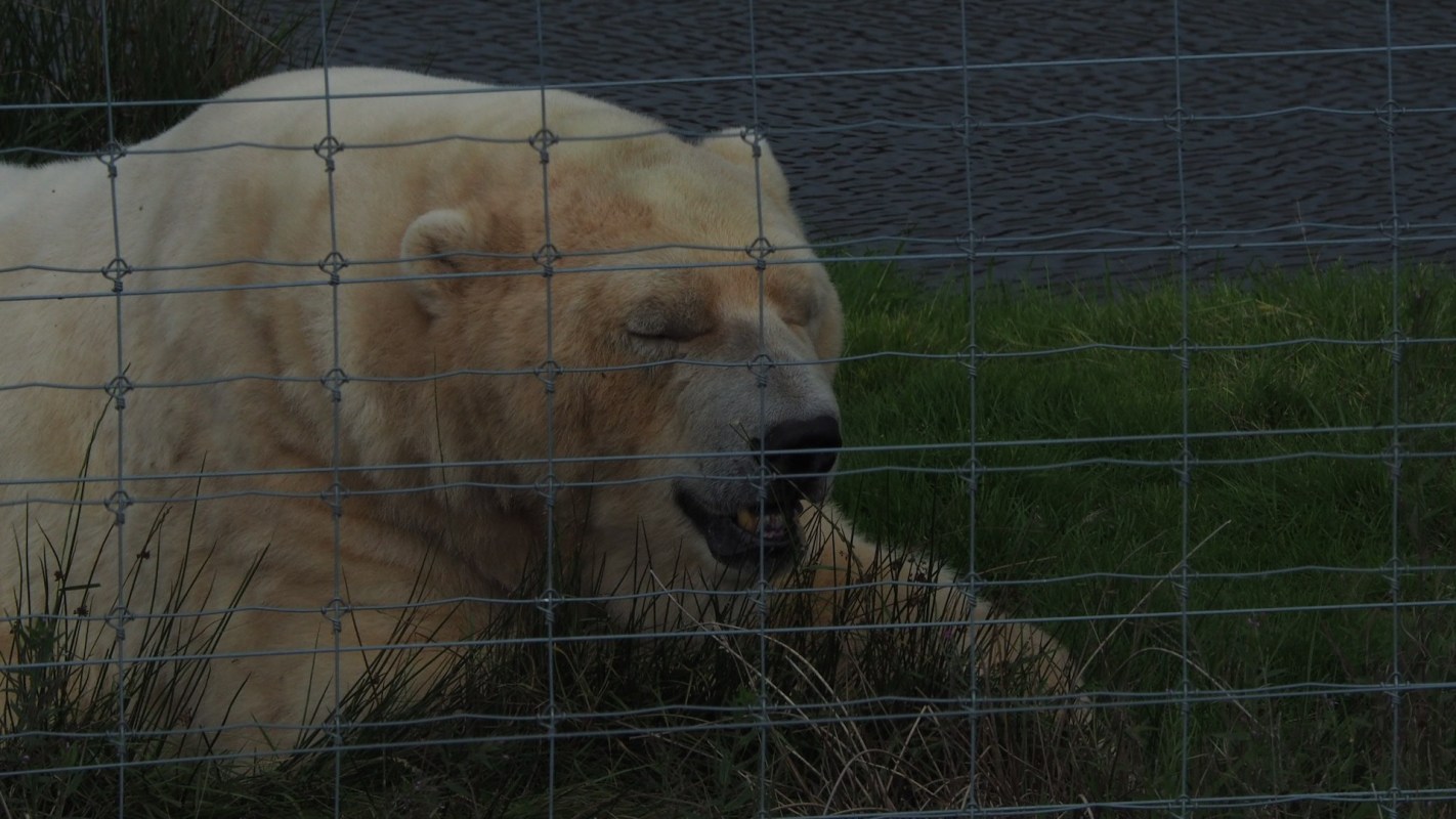 One TikToker shared a video of their close encounter with a polar bear outside a compound in Manitoba, Canada.