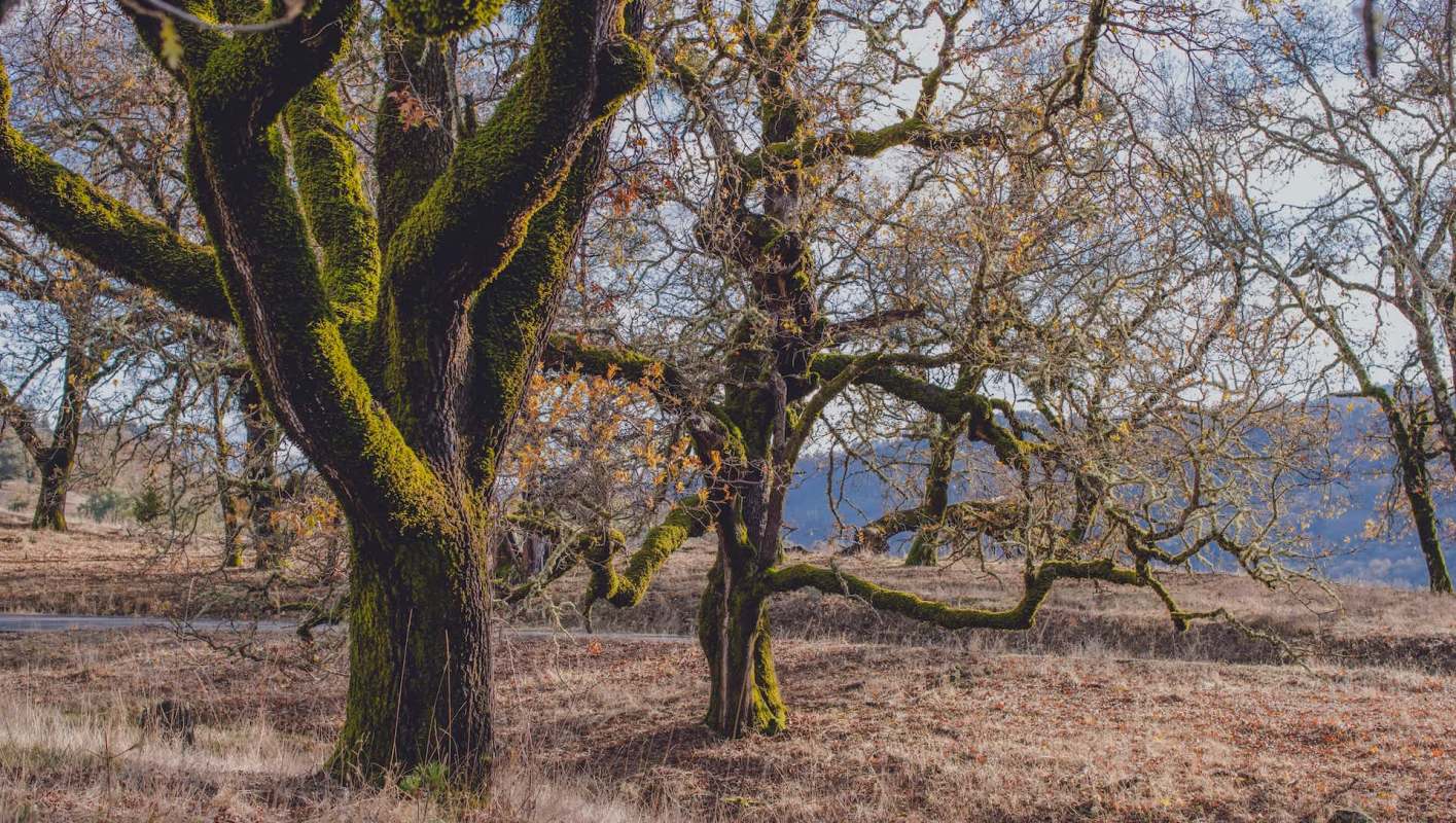 The Mediterranean oak borer — an invasive beetle that destroys oak trees — has spread to two more counties in Oregon.