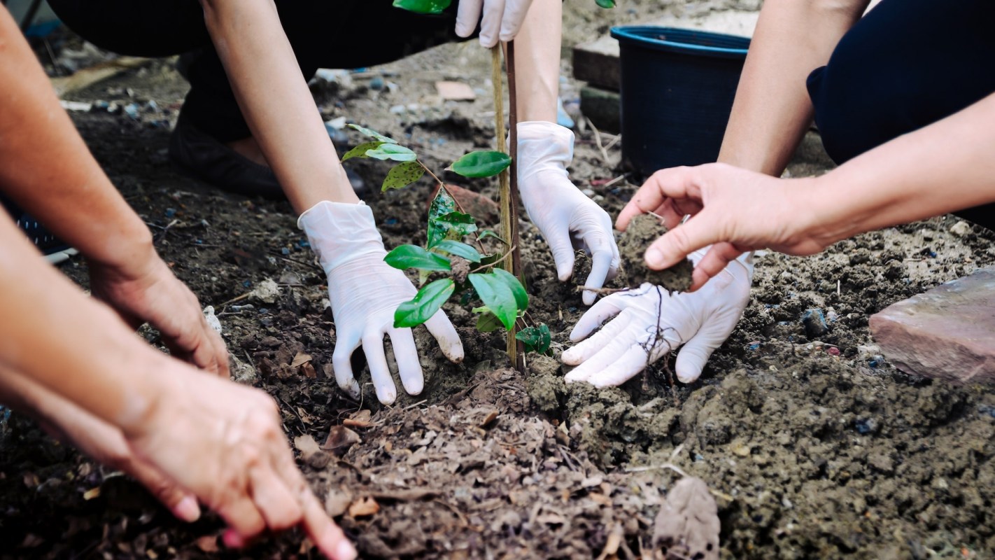The past year at Monarch Park has seen a transformation from a once-barren slope into a thriving Blackland Prairie ecosystem.