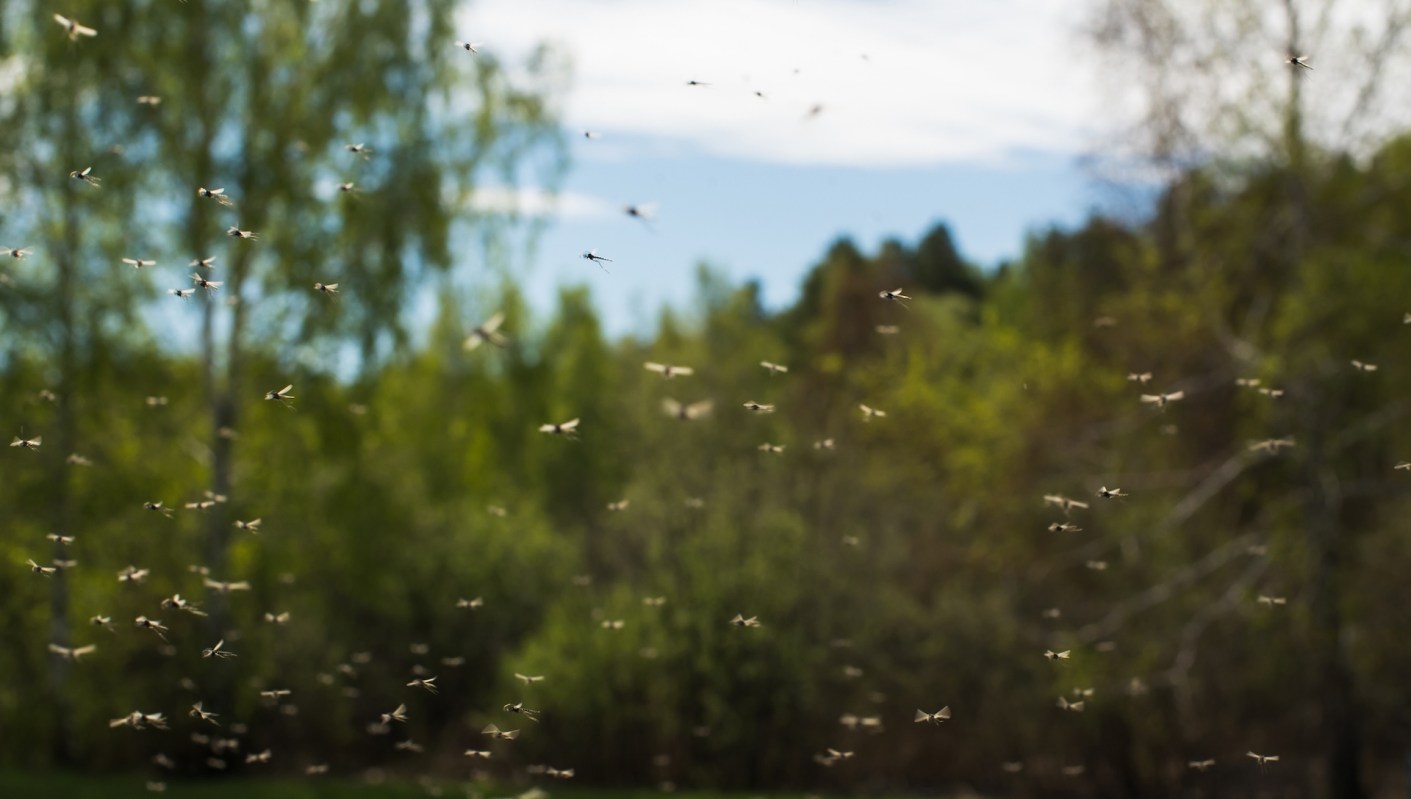 The rising temperatures caused by polluting gases make this shifting mosquitoes habitat an extra concern.