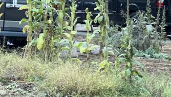 A visitor to Yosemite Natural Park shared a photo of tall, stalk-like Mullein plants shooting up from the ground at a campsite, calling them a monstrosity.