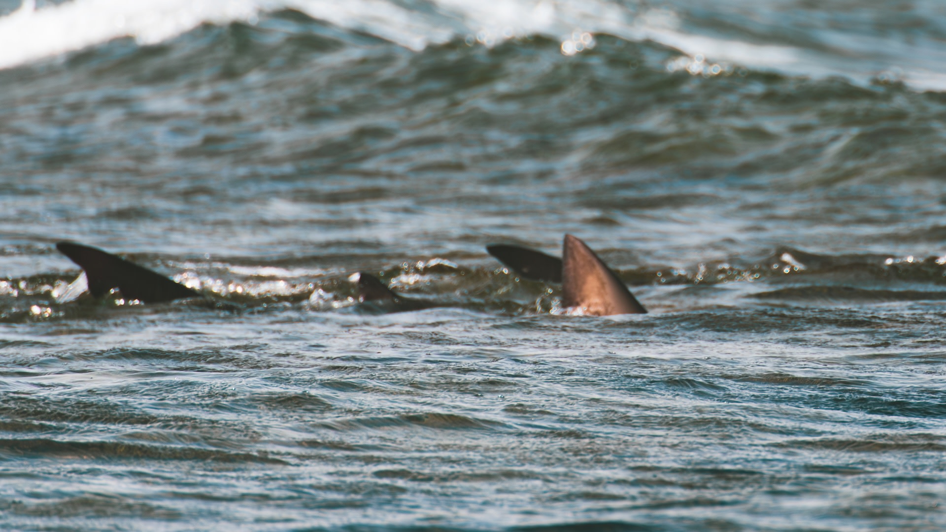Authorities issue warning after spotting multiple sharks at beloved US beach — here's what we know