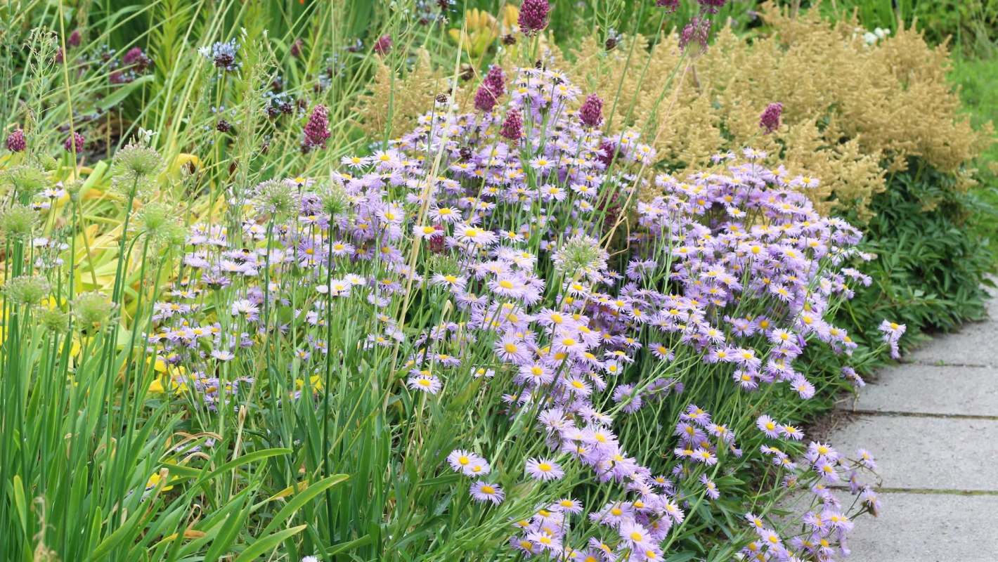 One Reddit user shared photos of a rare visitor in their Illinois yard: their "1st Northern Bobwhite."
