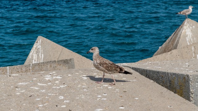 A new study found worrying levels of PFAS within the limited area of the Southern Hemisphere, leading to rising concerns about pollution's effects on remote environments.