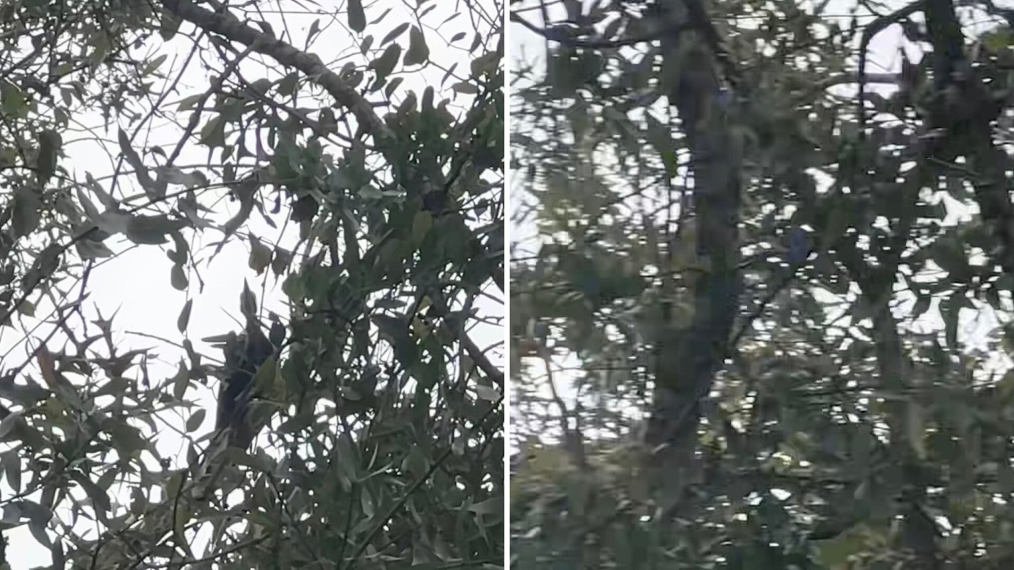 One TikToker was delighted when an unexpected animal visitor stopped by their backyard.