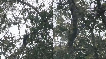 One TikToker was delighted when an unexpected animal visitor stopped by their backyard.