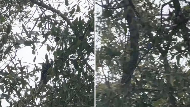 One TikToker was delighted when an unexpected animal visitor stopped by their backyard.