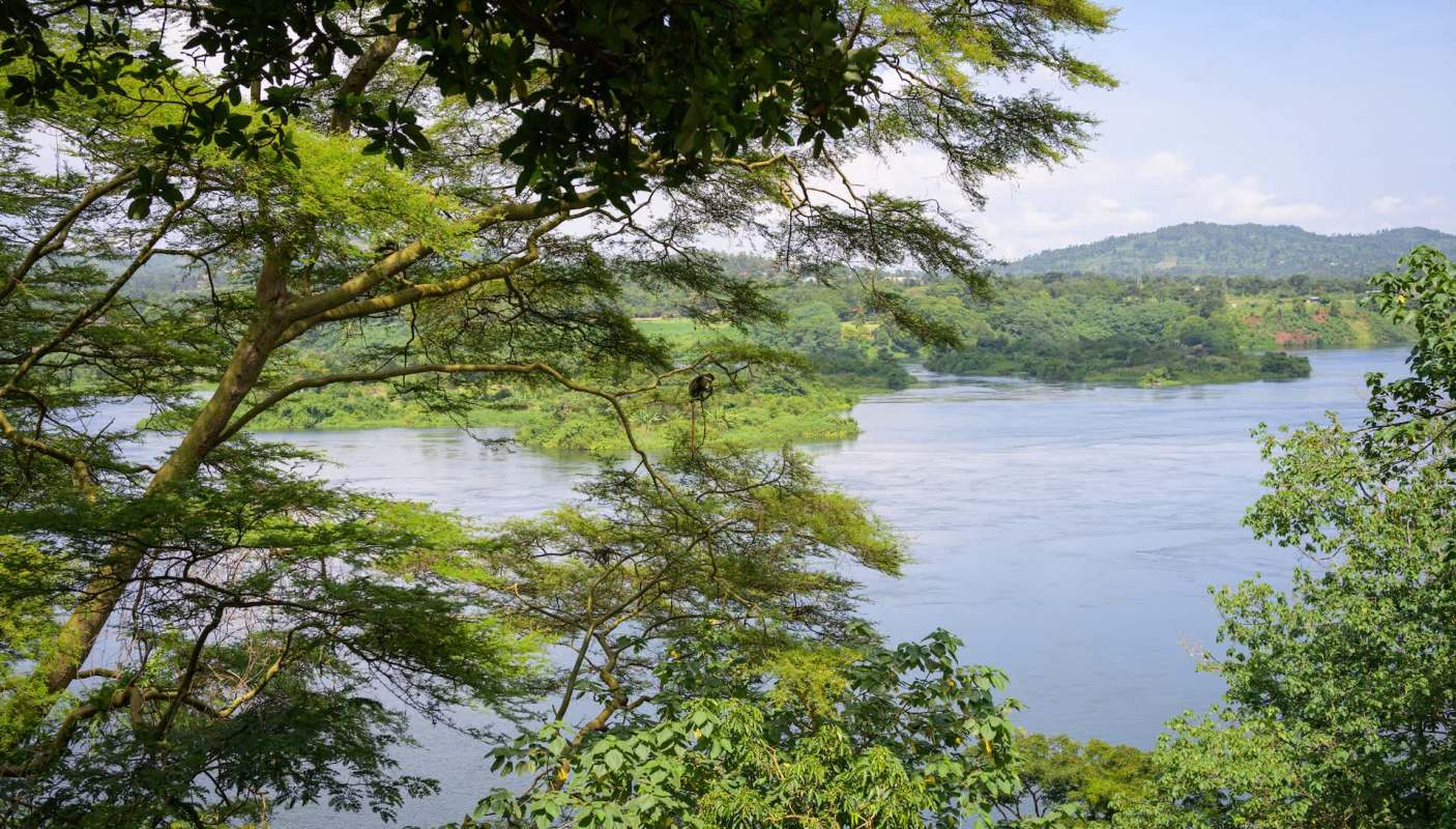 Rüppell's vultures in Uganda are critically endangered and threatened at their only known nesting sites.