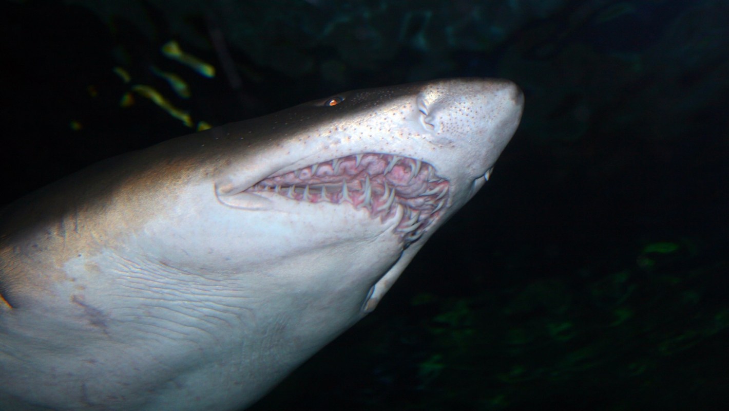 A shark attacked a 13-year-old boy while he was on vacation with his family in Samoa in November.