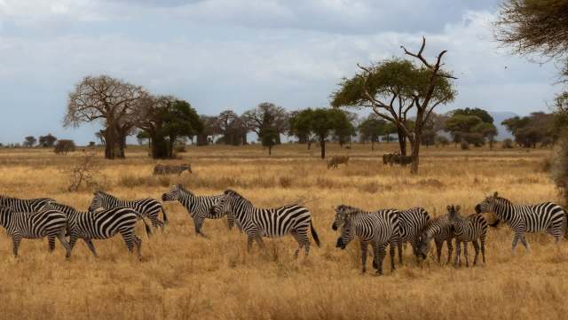 One surprising culprit may be driving the increase in sizable Serengeti wildfires.