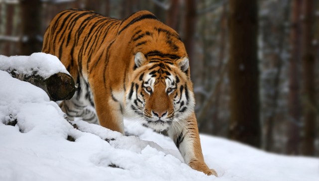 The world's largest big cat, the Amur tiger, is moving closer to humans in search of food, causing fatal clashes.