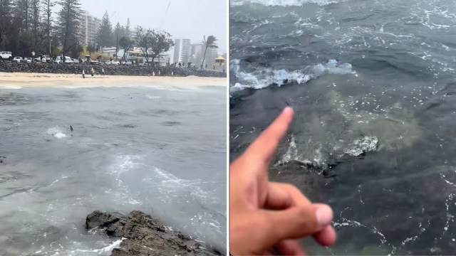 Surfer Kauê captured the wild moment on camera and posted it to TikTok.