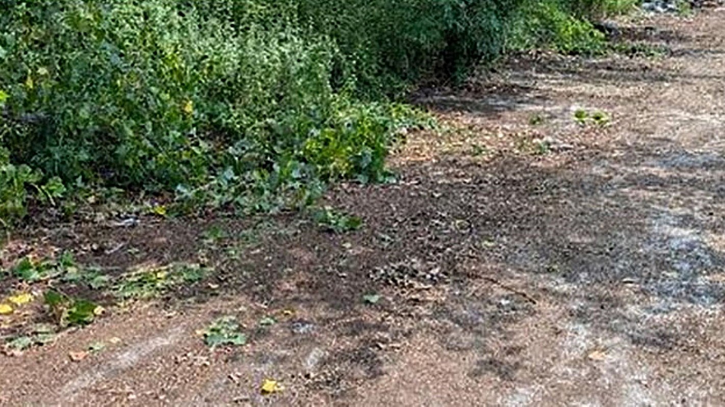 The New York City Department of Sanitation was called in to help with a massive load of garbage that was illegally dumped in Brooklyn's Spring Creek Park.