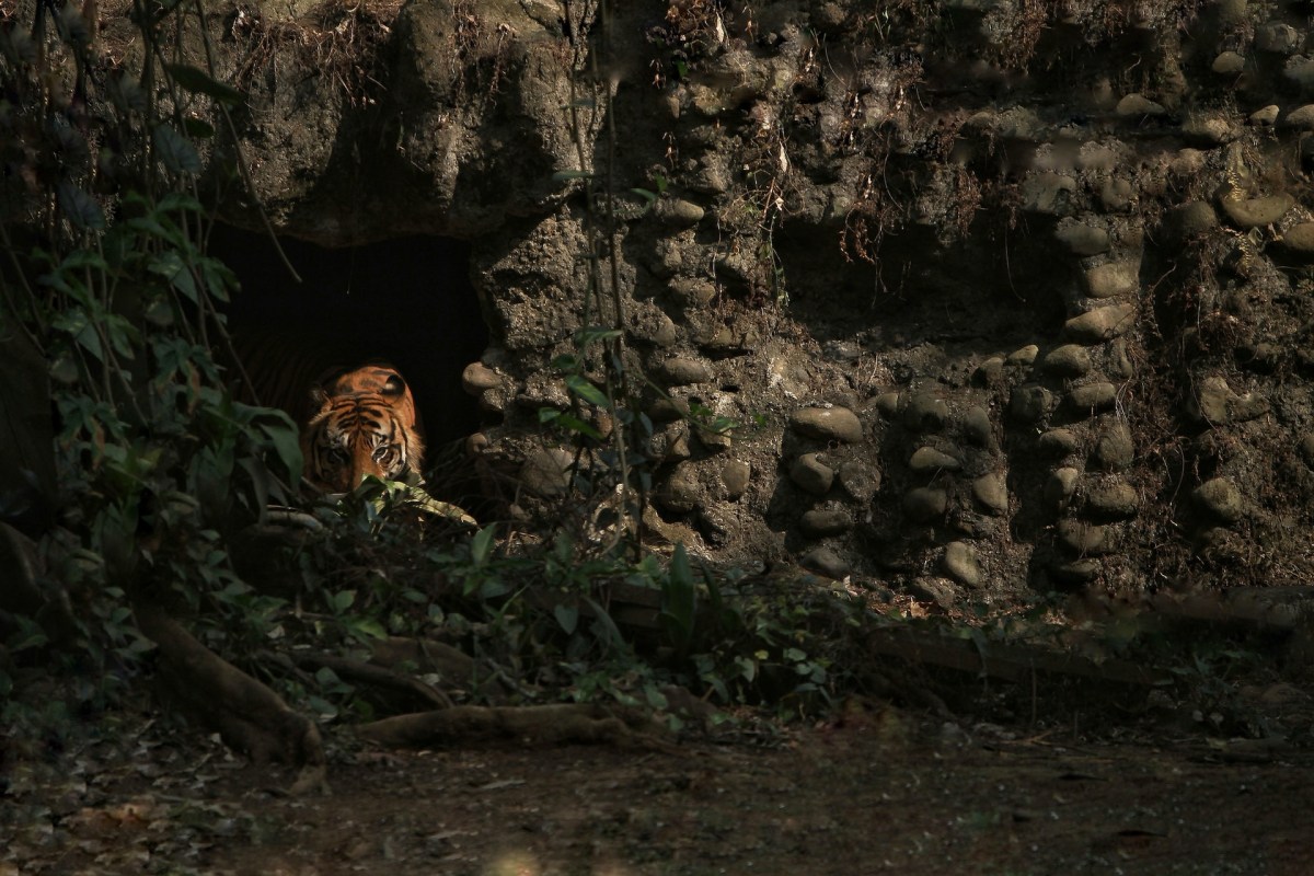 There are just a few hundred Sumatran tigers remaining in the wild, but a new study found a healthy population in one Indonesian forest.