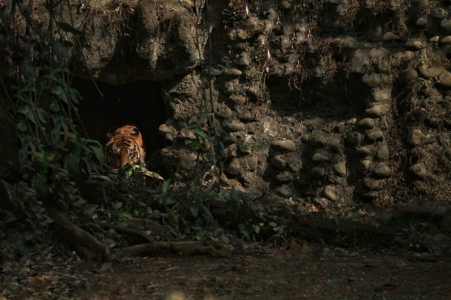 There are just a few hundred Sumatran tigers remaining in the wild, but a new study found a healthy population in one Indonesian forest.
