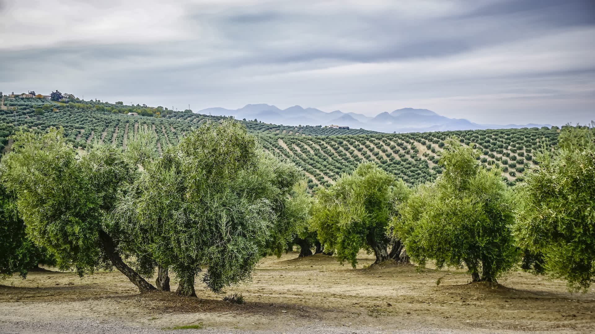 Farmers devastated by staggering decline of key crop: 'Dropped by half'