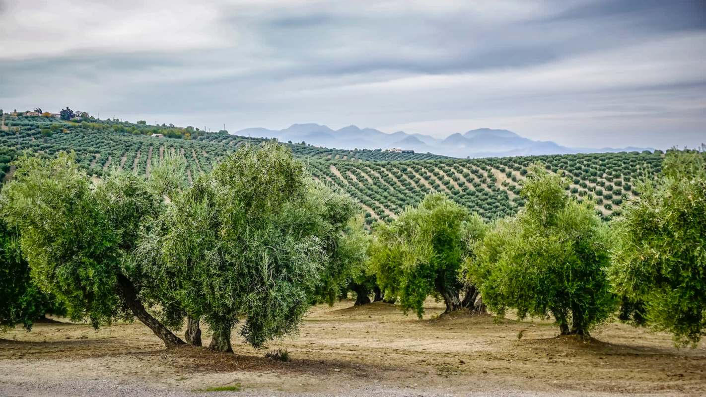 Olive farmers in Syria are facing one of their worst harvest seasons ever, with changing weather patterns and the prolonged conflict affecting crop yields.