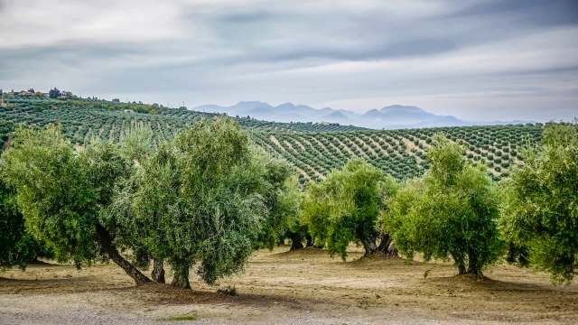 Olive farmers in Syria are facing one of their worst harvest seasons ever, with changing weather patterns and the prolonged conflict affecting crop yields.