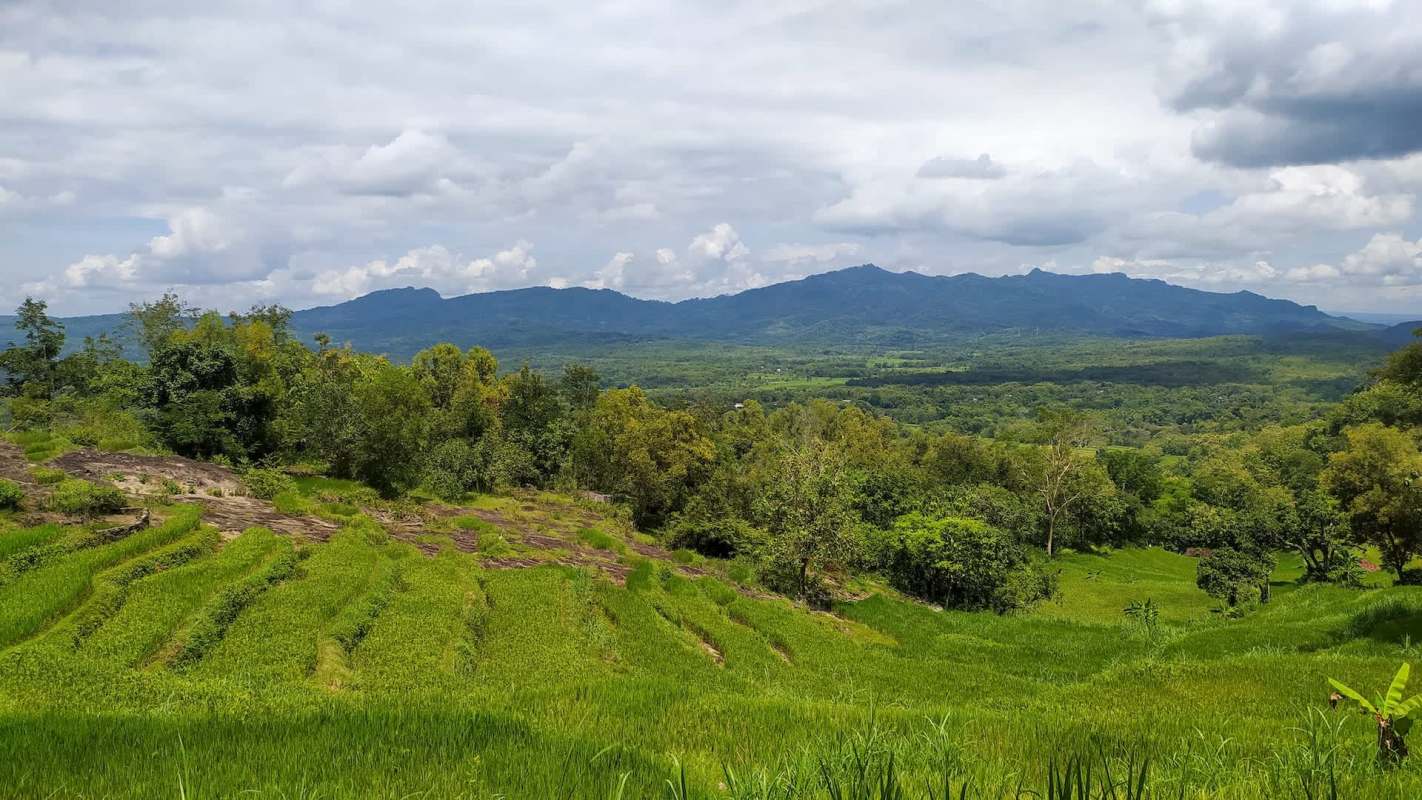 The Biosecurity Authority of Fiji confirmed the presence of Bactrocera facialis, also known as the Tongan fruit fly, on four separate islands.
