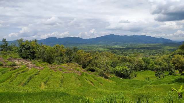The Biosecurity Authority of Fiji confirmed the presence of Bactrocera facialis, also known as the Tongan fruit fly, on four separate islands.