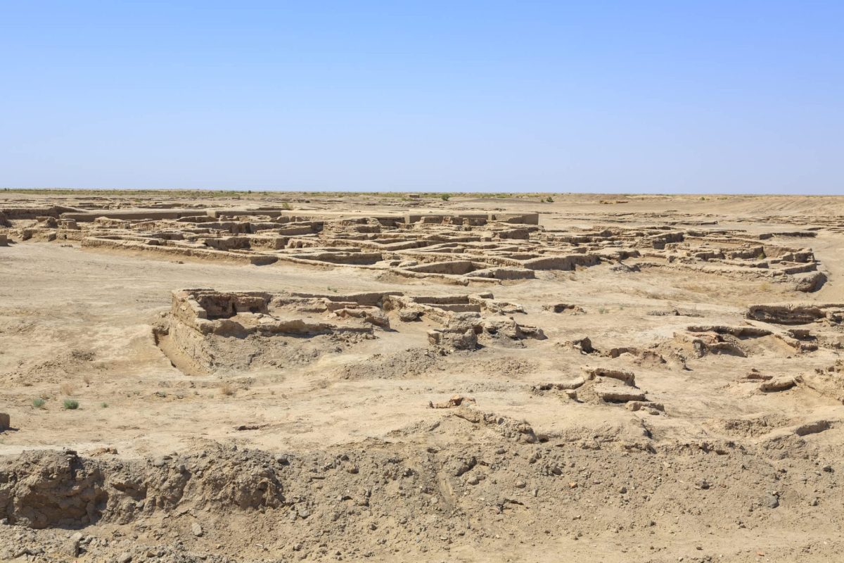 Scientists from Germany, Turkmenistan, and Uzbekistan went to the Karakum desert to find the Turkestan long-eared bat.