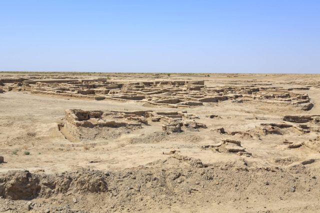 Scientists from Germany, Turkmenistan, and Uzbekistan went to the Karakum desert to find the Turkestan long-eared bat.