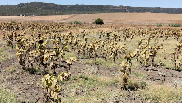 A professor has warned that the planet’s warming could impact Turkey’s future crop yields.
